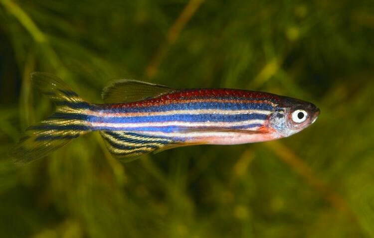 ¿Qué pesticidas se usan para medir el impacto en los peces cebra?