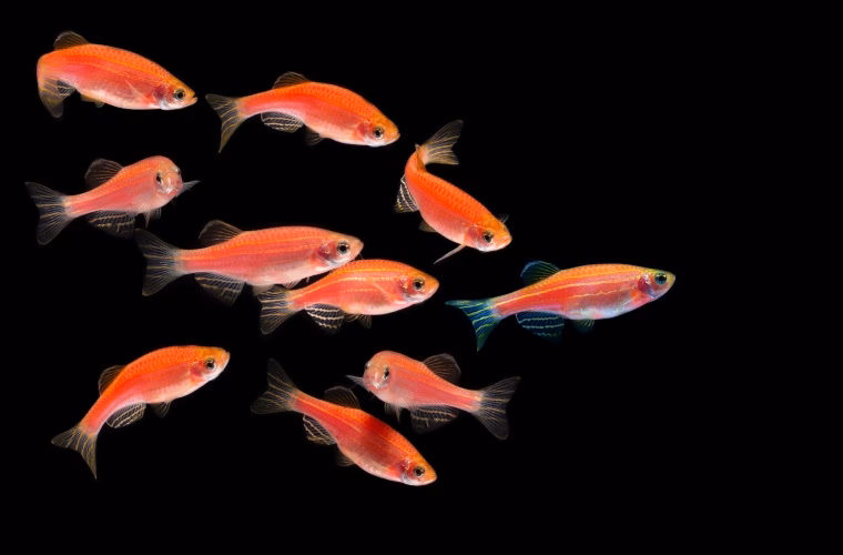 ¿Qué pesticidas se usan para medir el impacto en los peces cebra?