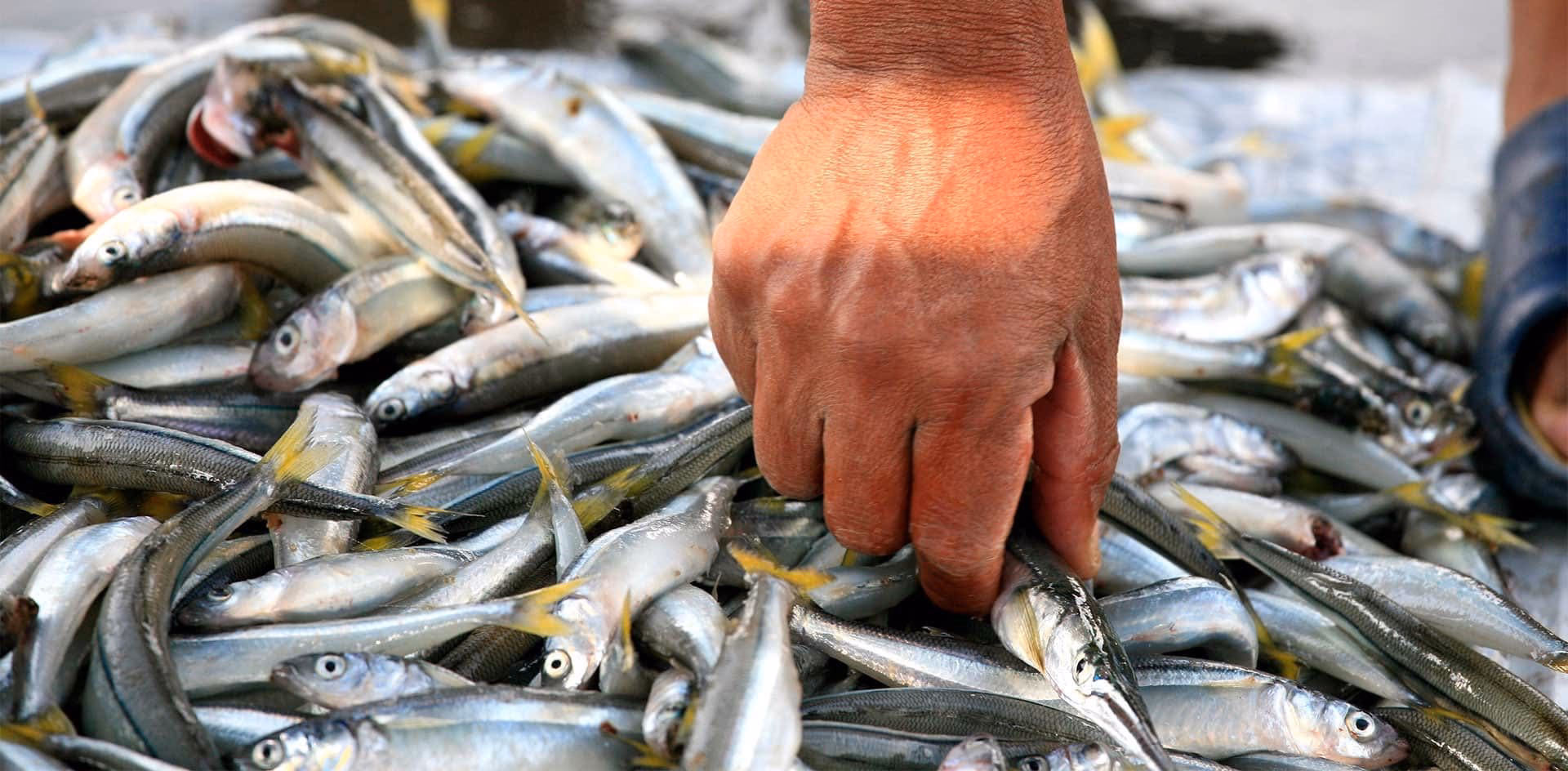 ¿Cuáles son los riesgos de consumir pescados?