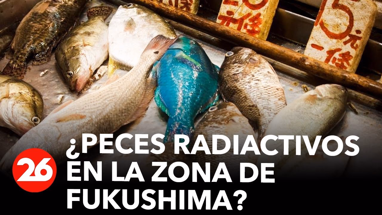 ¿Qué son los peces con aletas radiadas?