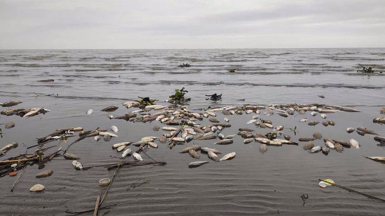 ¿Cuáles son los peces que se recogen en el Río de la Plata?