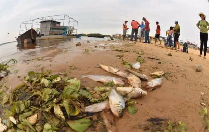 ¿Qué ha pasado con los peces que han muerto por la contaminación del río?