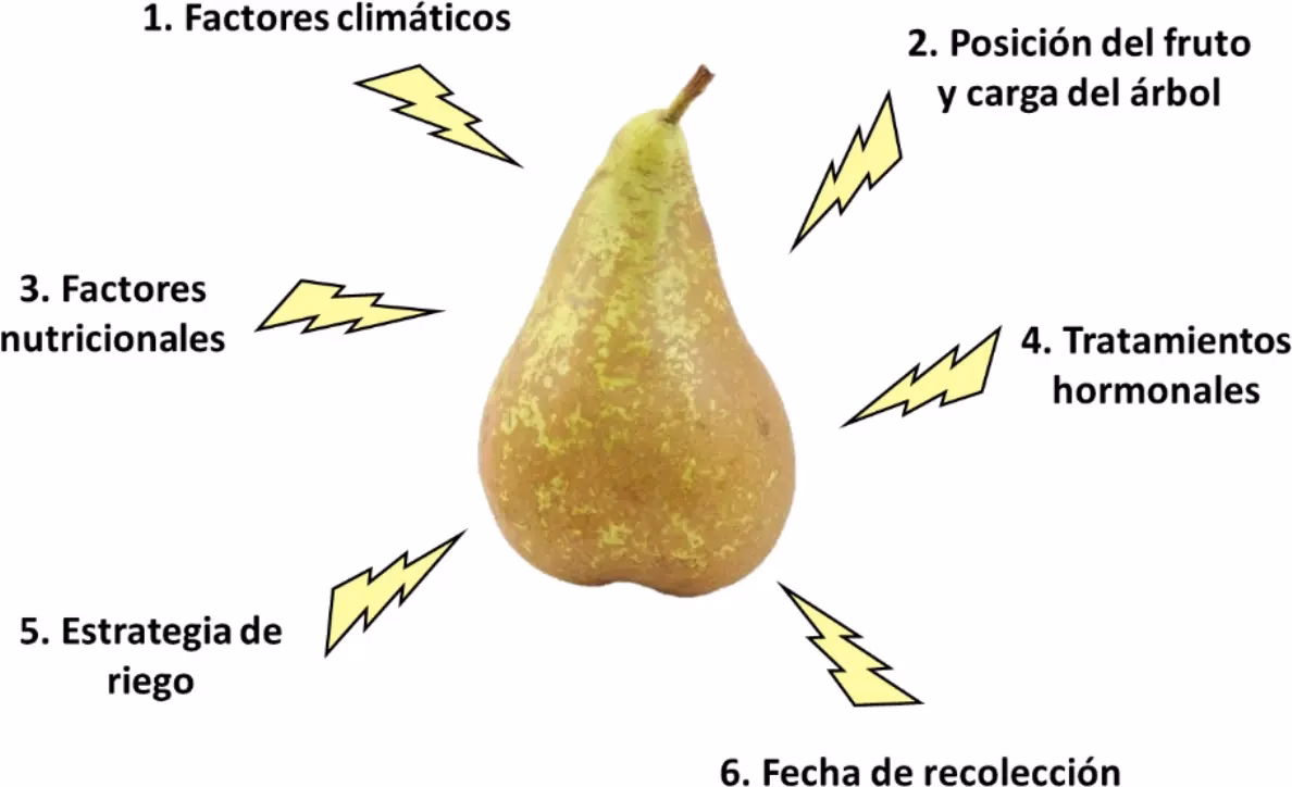 ¿Dónde se cultiva la pera en Veracruz?