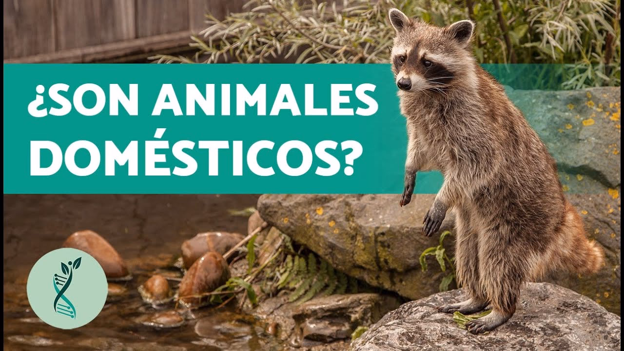 ¿Cuál es el periodo de reproducción del mapache del Norte?