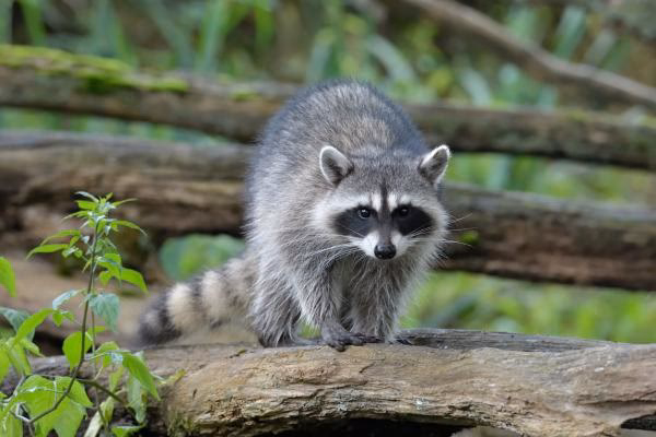 ¿Cuál es el periodo de reproducción del mapache del Norte?