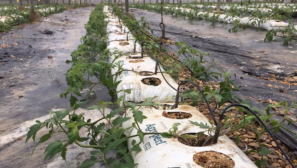 ¿Qué es la perlita y cómo funciona?