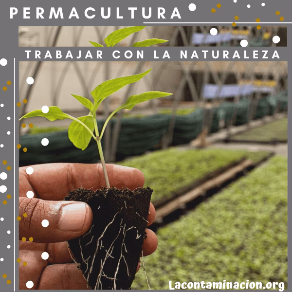 ¿Cómo cuidar las hojas de la permacultura?