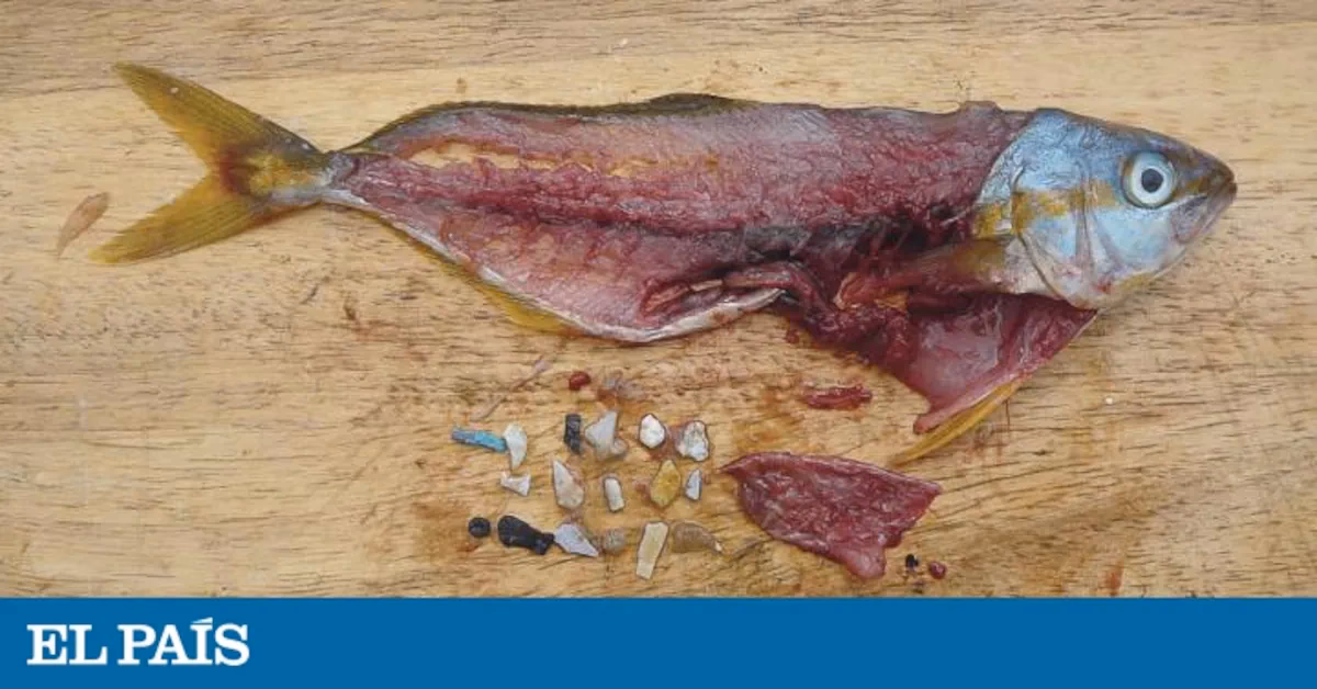 ¿Por qué el pescado está contaminado?