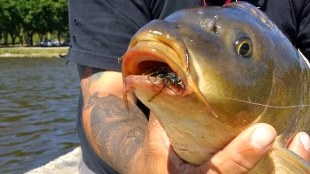¿Cuántos litros de agua necesita un pez carpa?