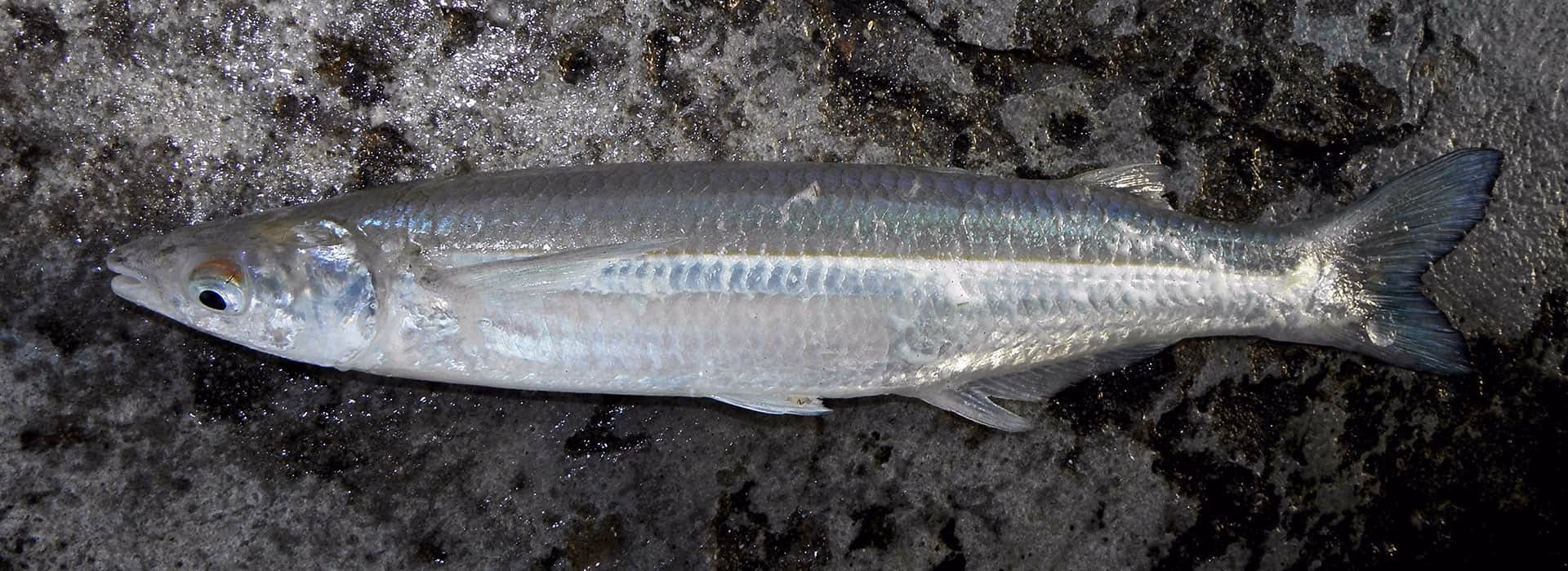 ¿Cuál es el impacto ambiental de los líquidos volcados en el lago San Roque?