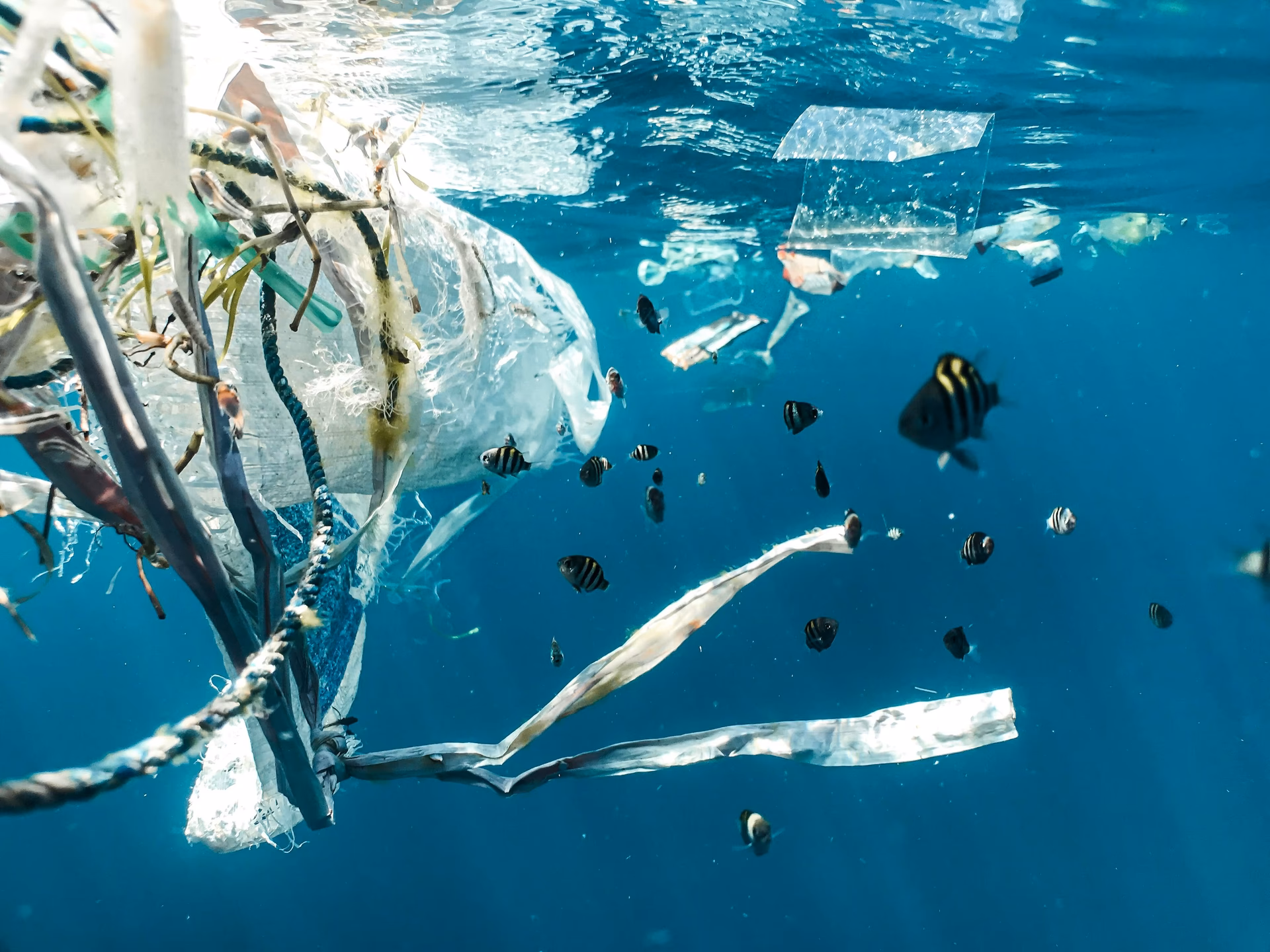 How does ocean pollution affect marine life?