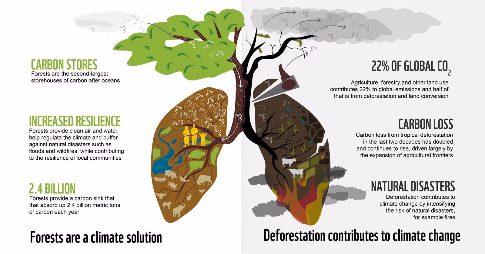 What causes deforestation and habitat loss?