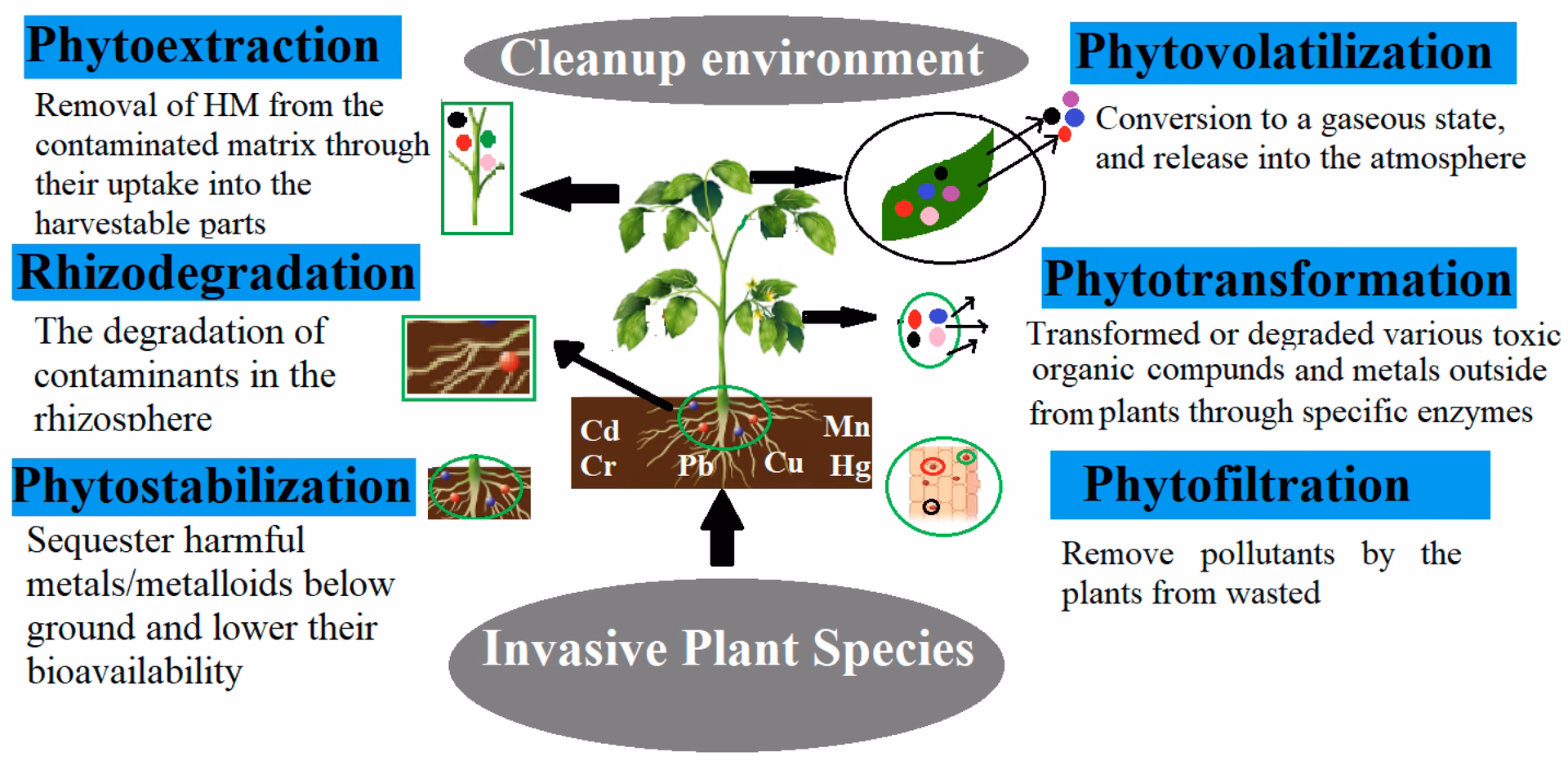 Does phytoremediation address emerging contaminants in wastewater and aquatic environments?