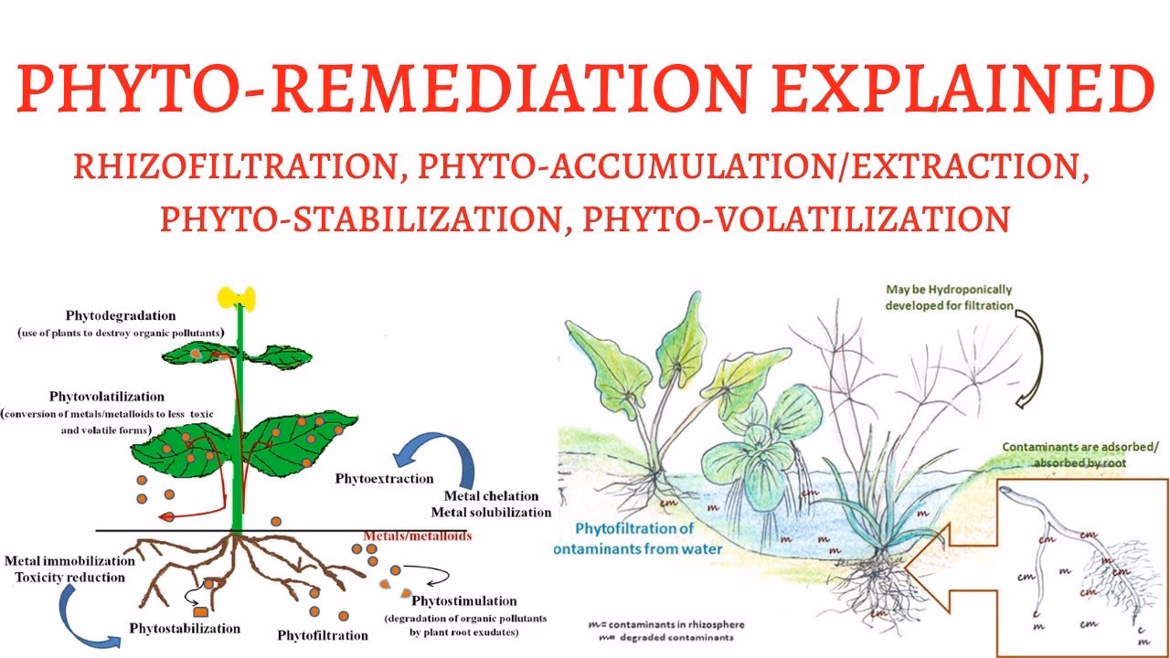 What is rhizofiltration & phytoextraction?