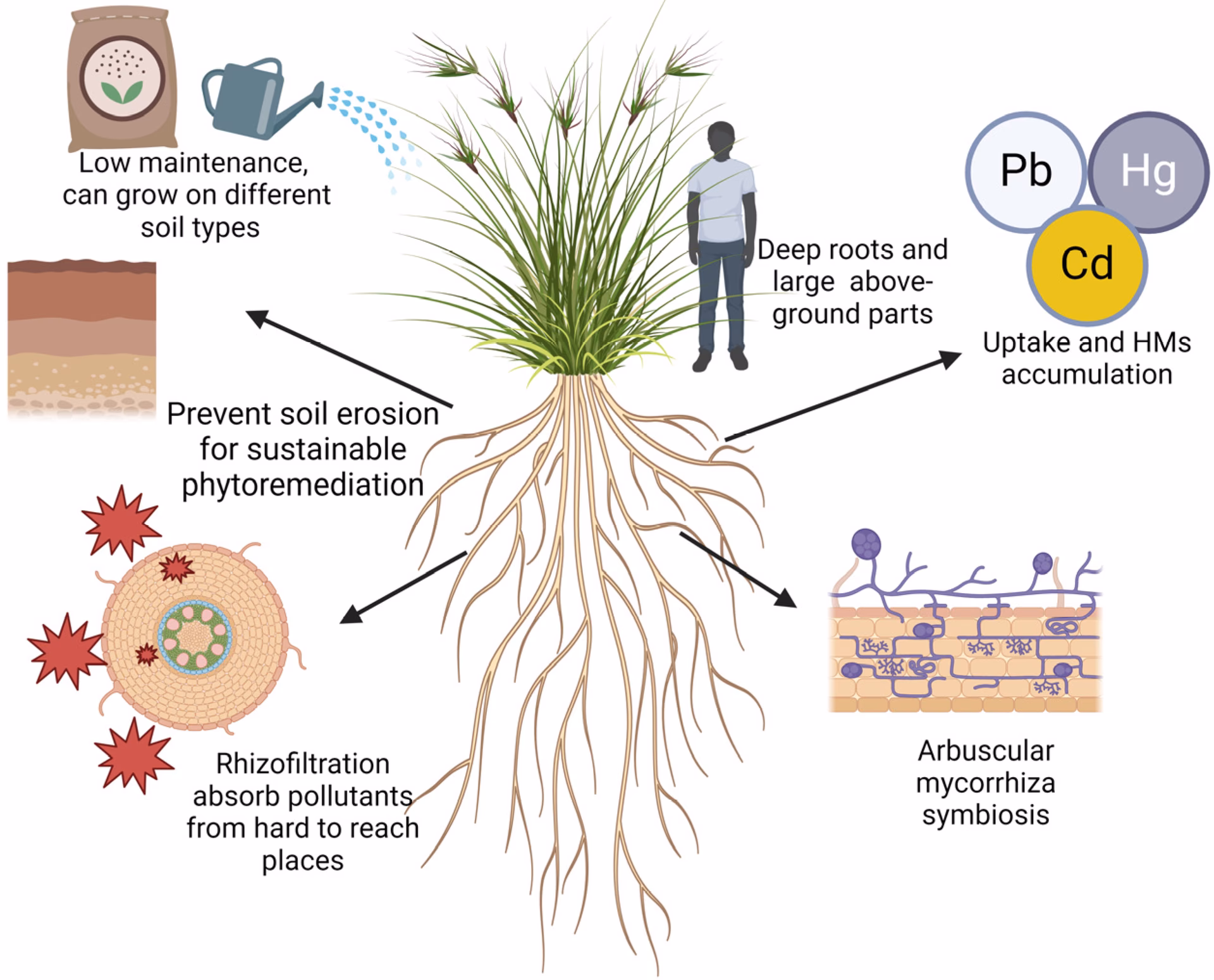What is rhizofiltration & phytoextraction?