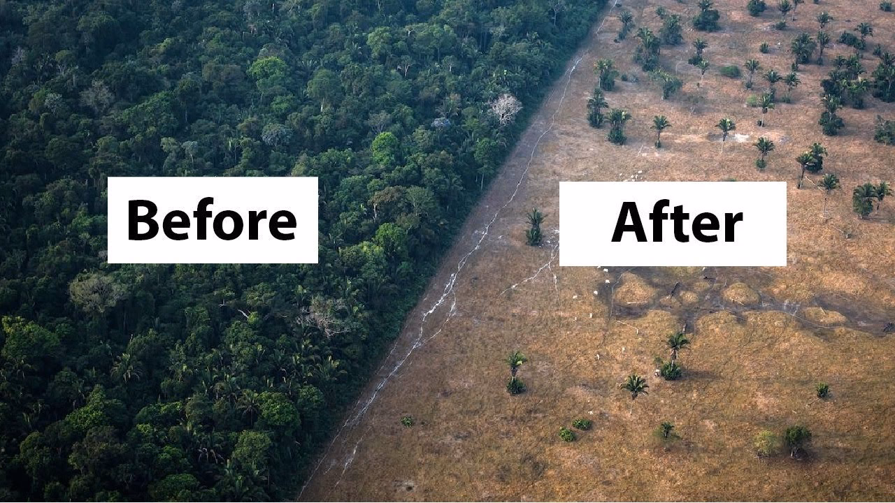How does deforestation affect Borneo?