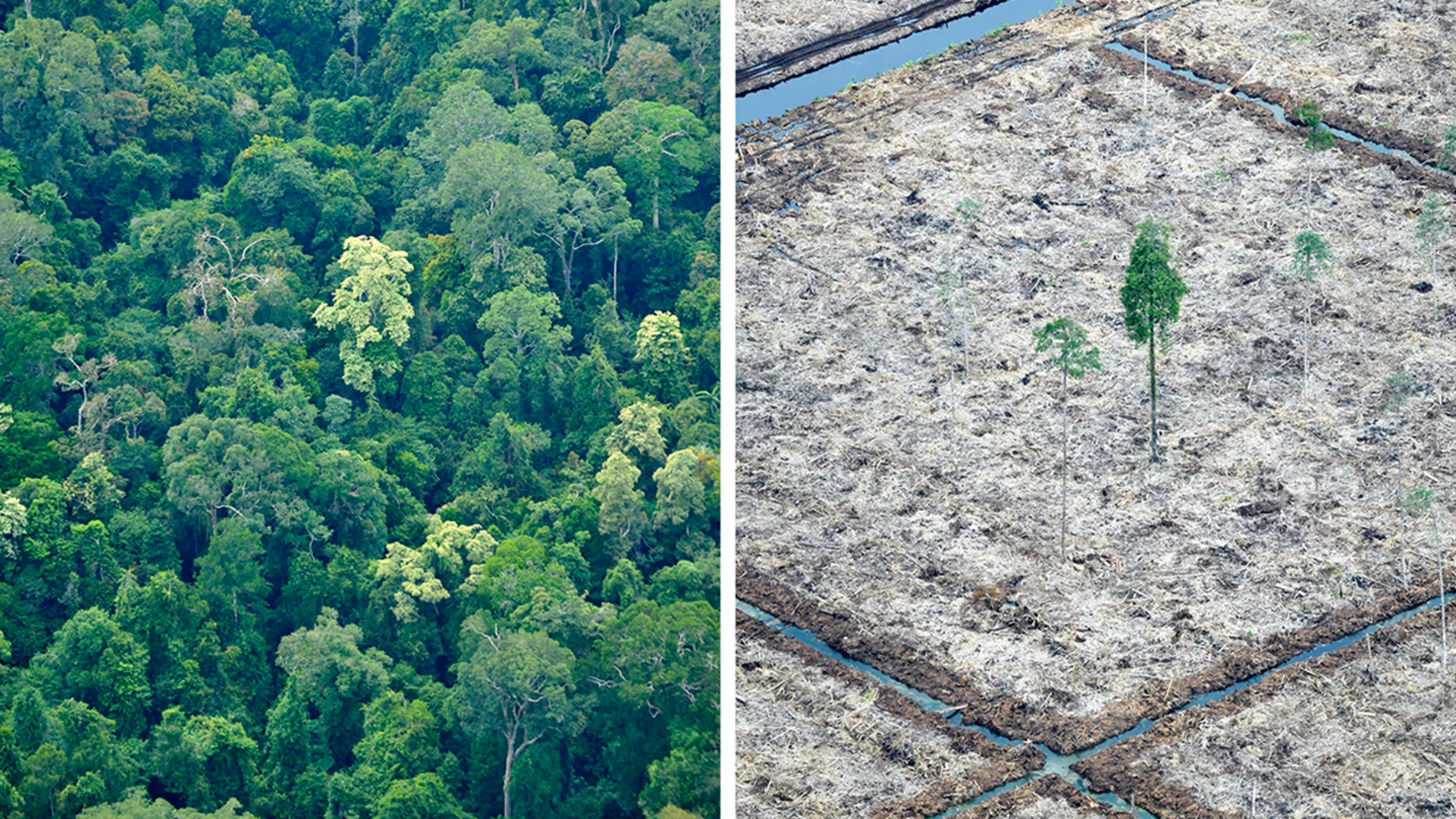 What causes forest deforestation?