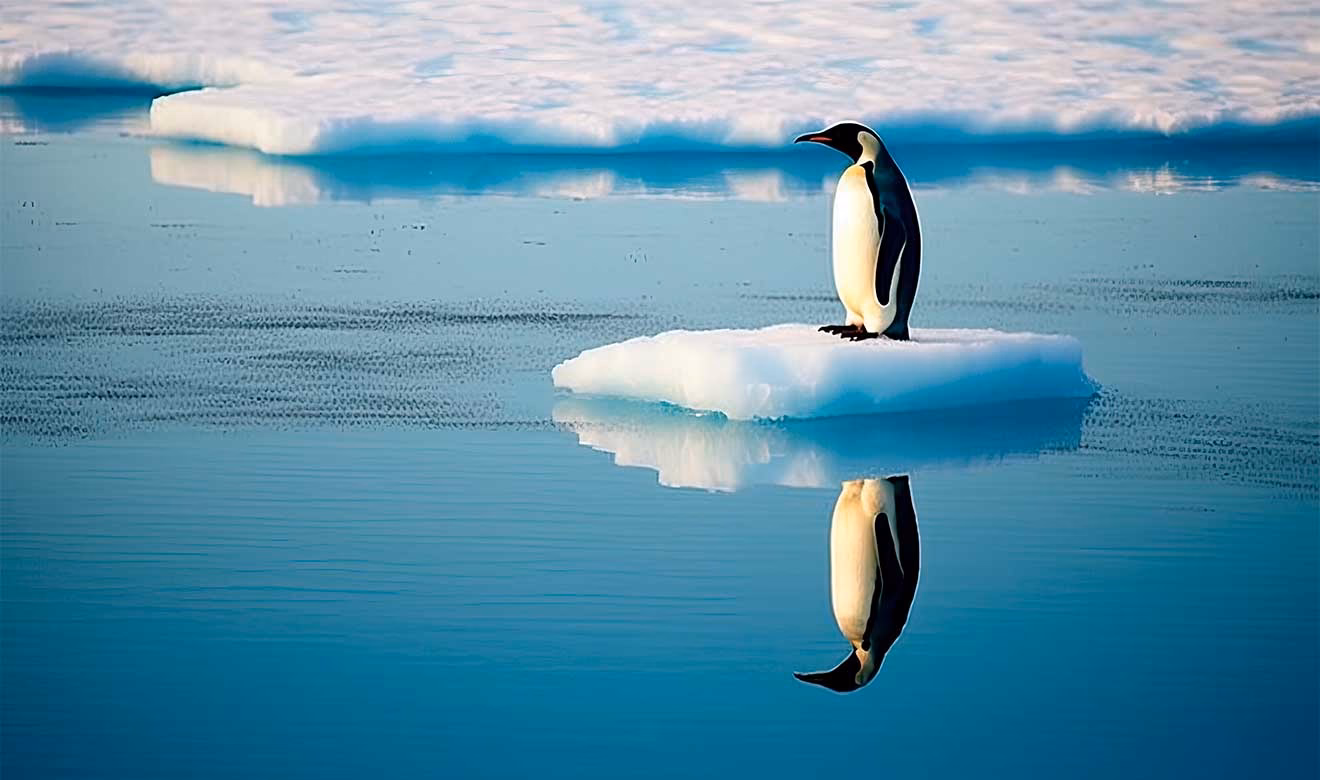 ¿Por qué es importante la conservación de los pingüinos?