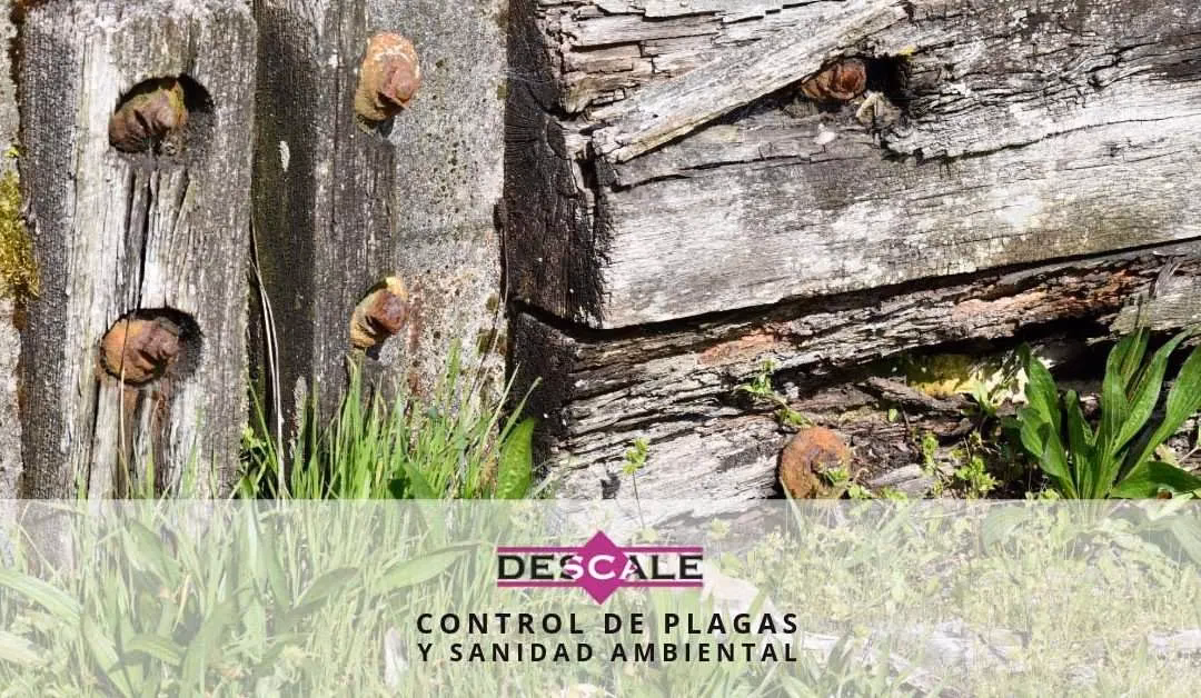 ¿Cuáles son las plagas de la madera?