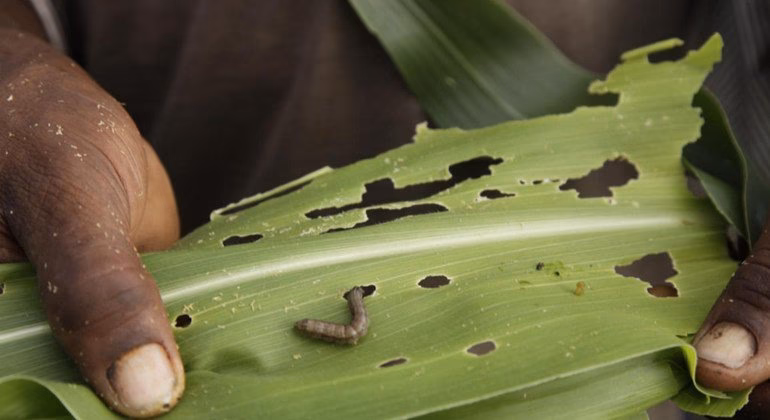 ¿Cómo afecta el calentamiento global a las plagas?