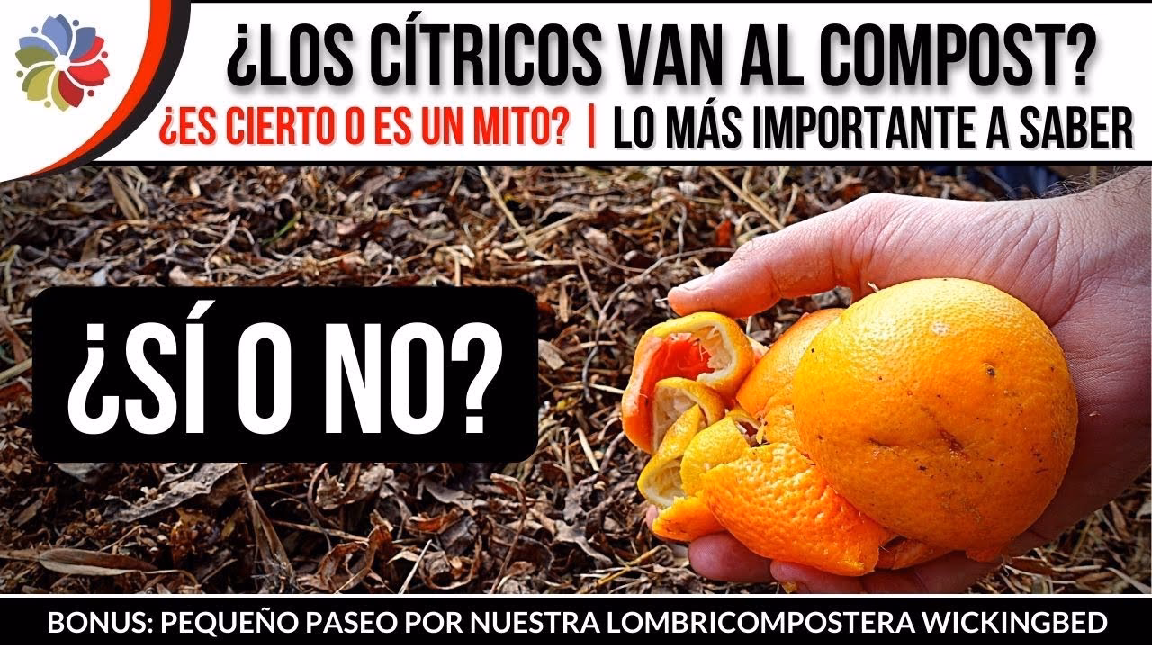 ¿Cómo se pueden compostar los frutos cítricos?