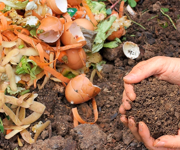 ¿Por qué se fundó la Carlota?