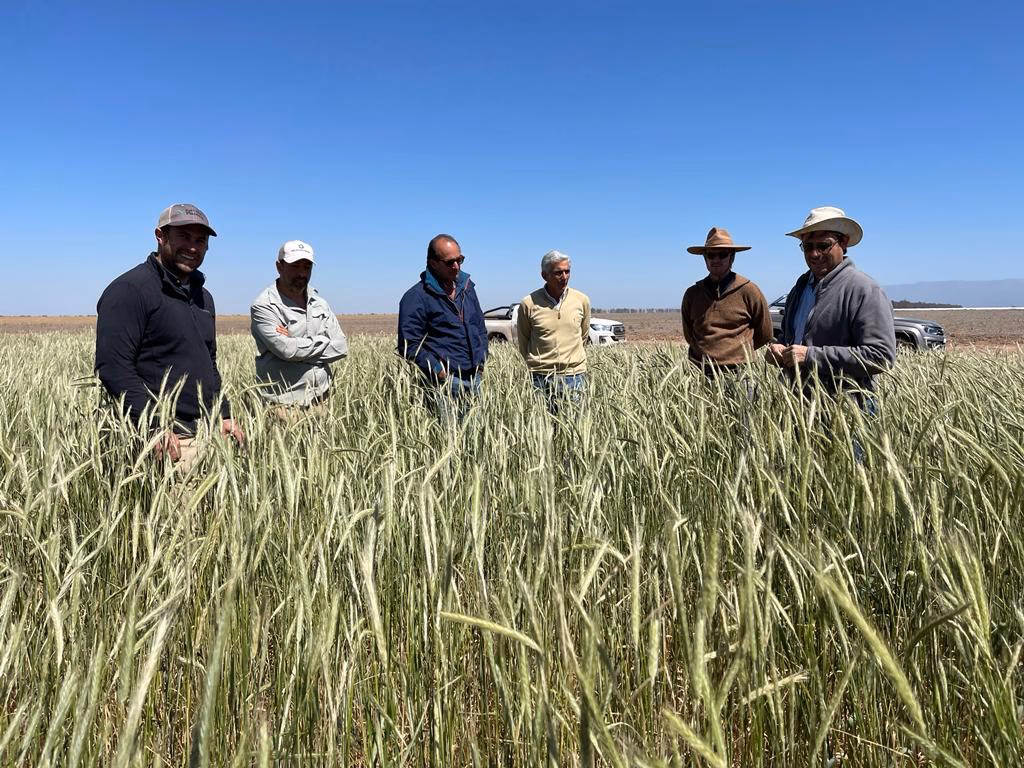 ¿Cuál es el propósito del trigo en el norte del área agrícola?