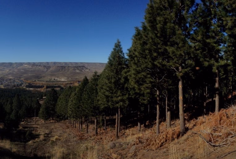 ¿Cuántas hectáreas abarcan las plantaciones de monocultivos de pino y eucaliptus?