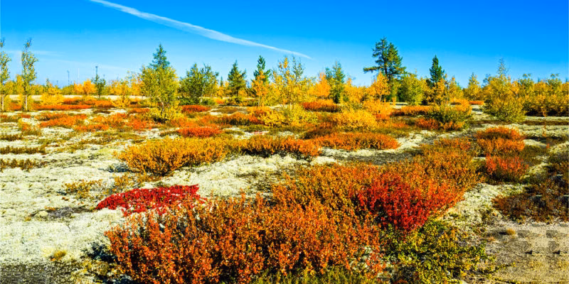 ¿Cuál es el papel de las plantas de la tundra en el ecosistema?
