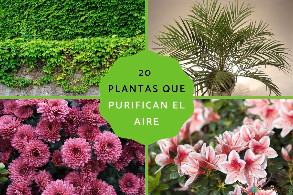 ¿Cuál es el papel de las plantas en el medio ambiente?