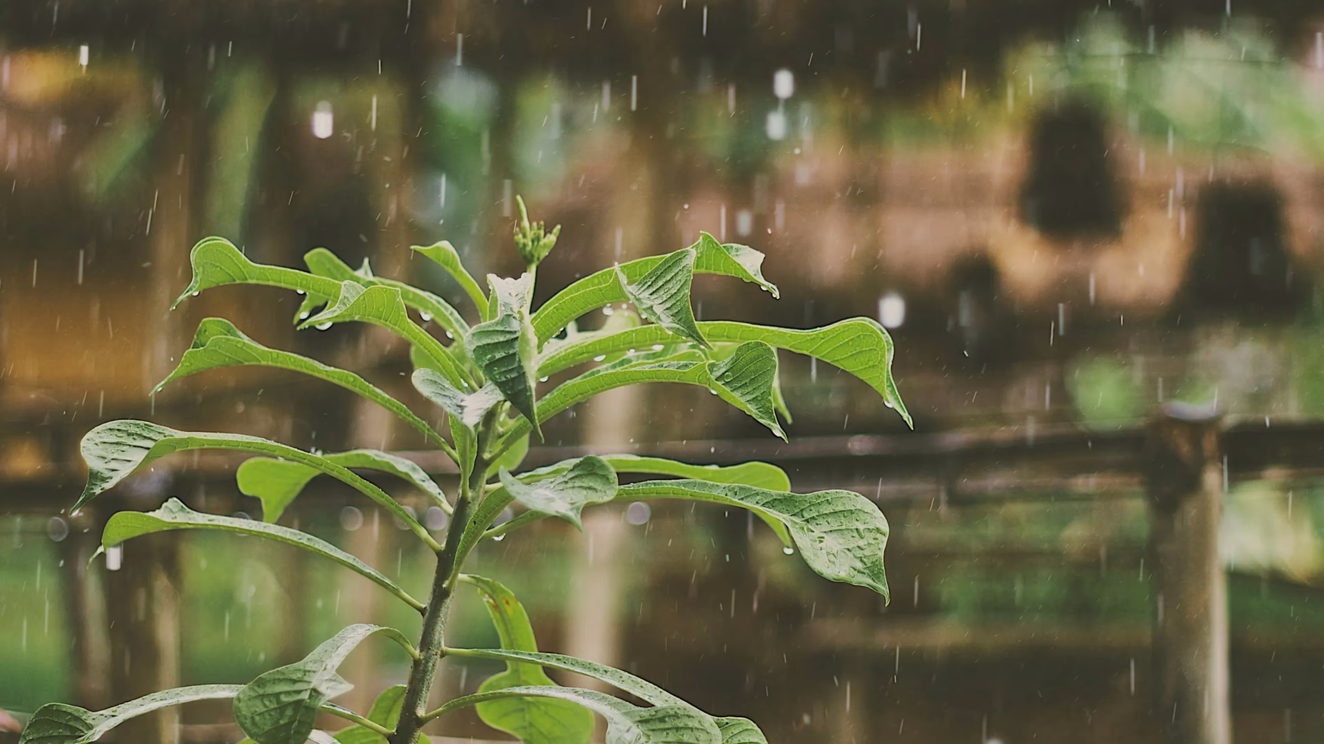 ¿Qué son las plantas acuáticas en el tratamiento de aguas residuales?