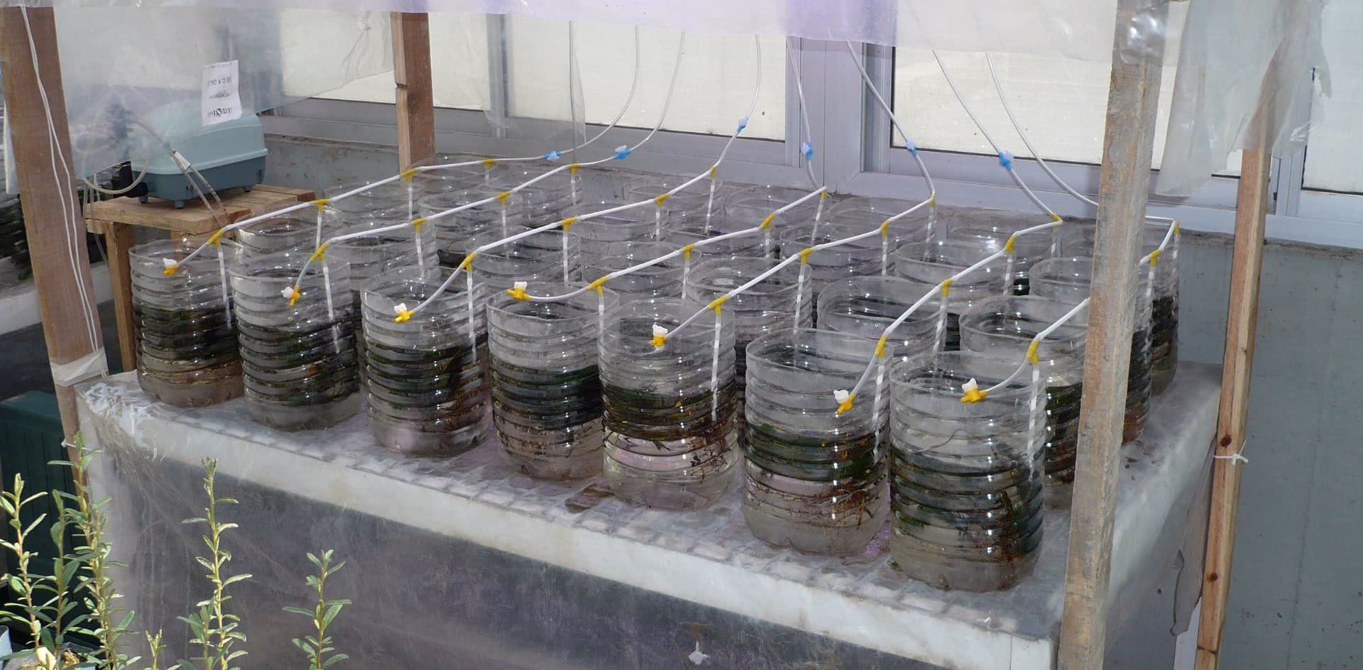 ¿Cuáles son las plantas capaz de hiper descompular arsénico?