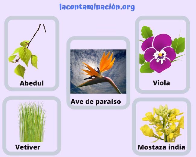 ¿Por qué las aves son bioindicadores de contaminación ambiental?