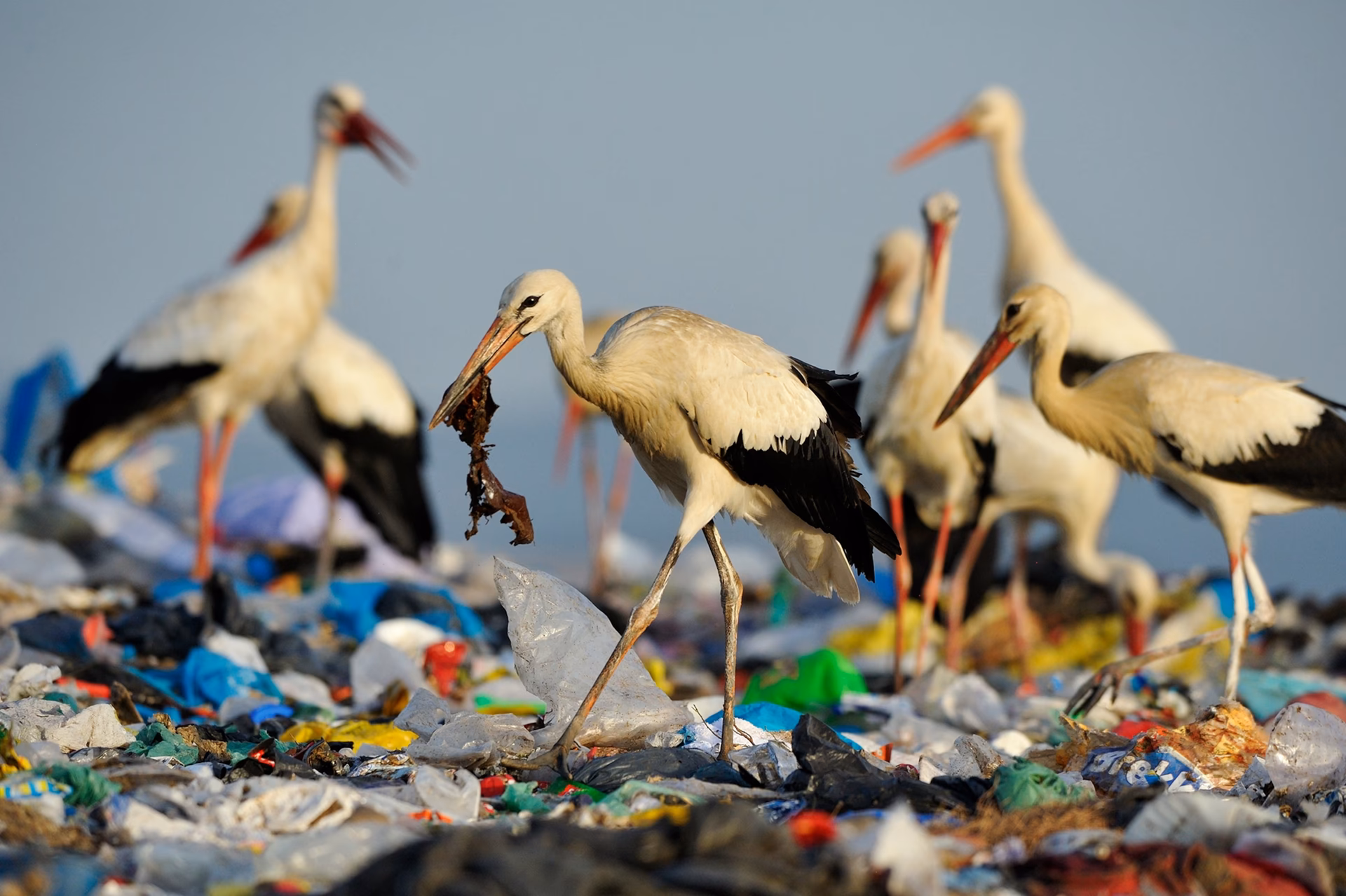 What happens if animals eat plastic?