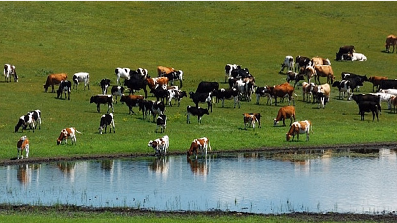 ¿Qué es más contaminante la ganadería o la producción de aceite?