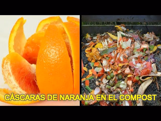 ¿Cómo obtener una buena cosecha de cítricos?