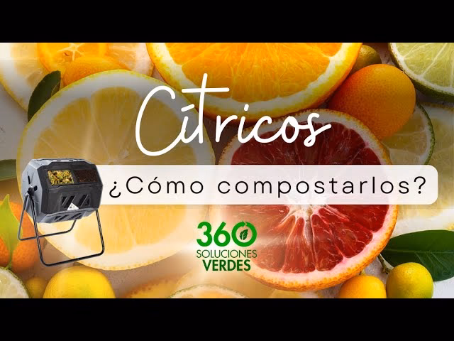 ¿Cómo regar los cítricos?