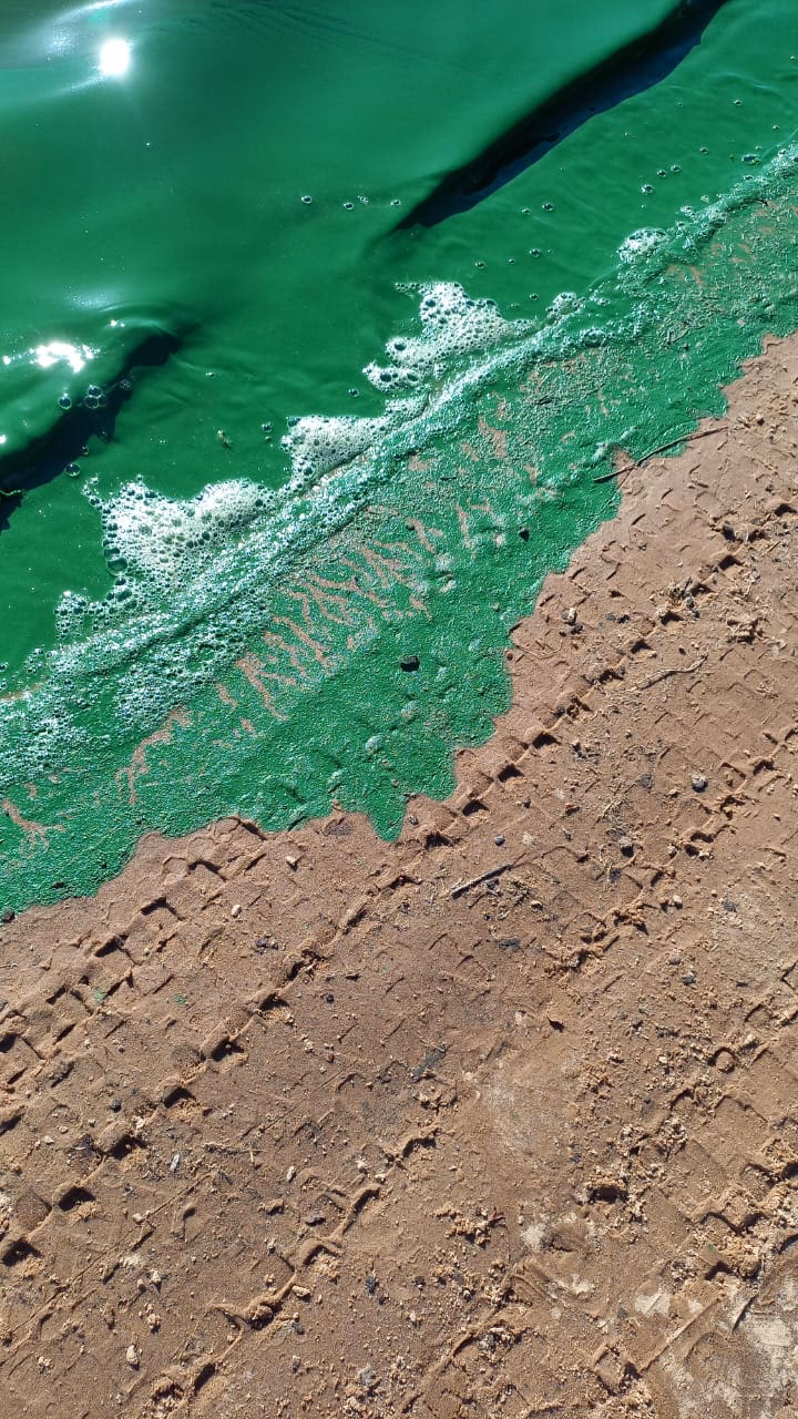 ¿Cuál fue el primer impacto de la forestación de la costa uruguaya?