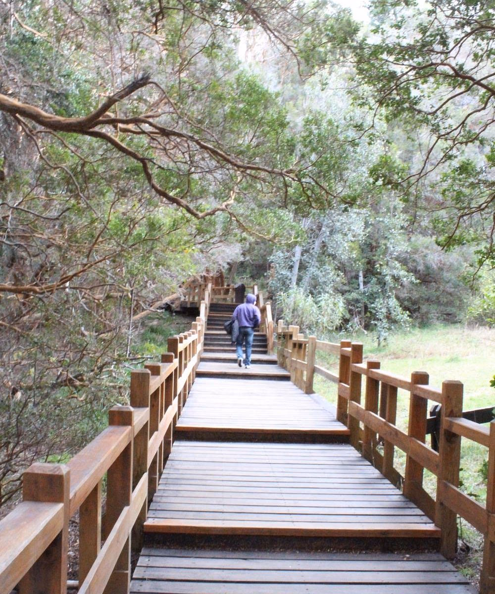 ¿Cuál es el objetivo del proyecto de restauración del bosque de arrayanes?