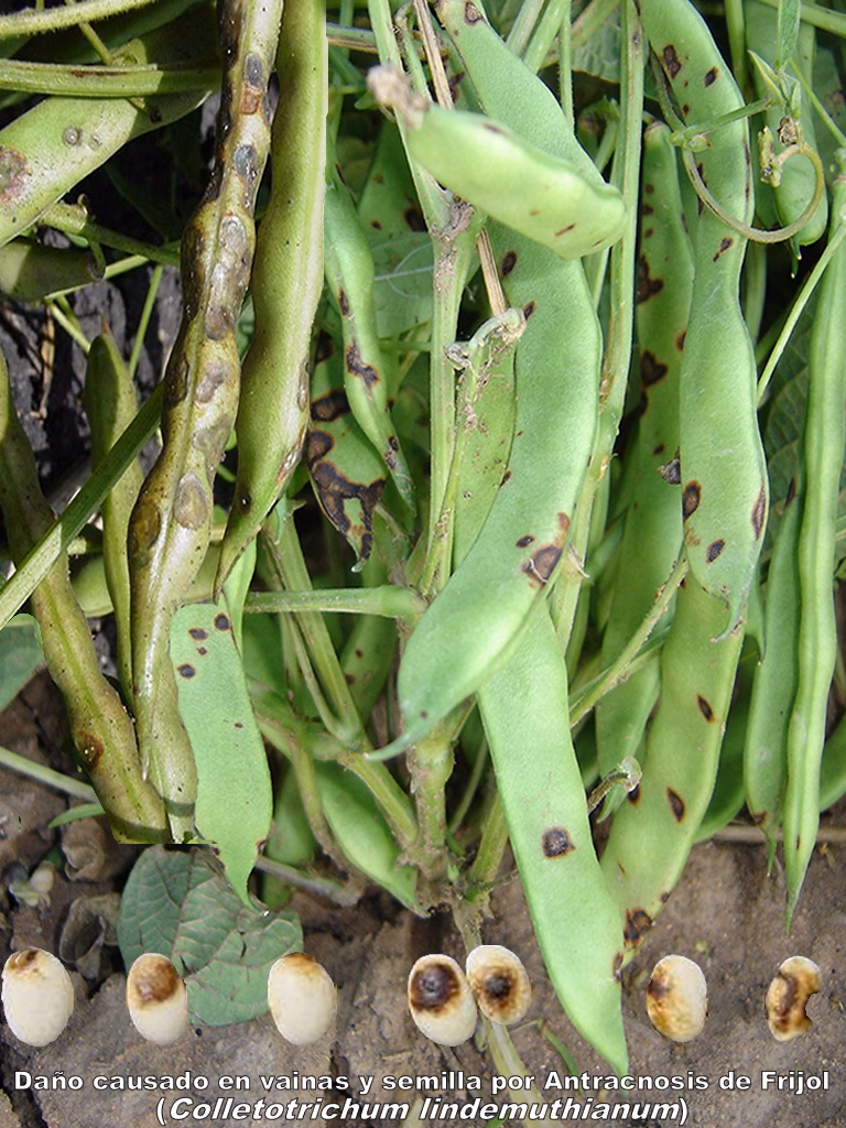 ¿Cuáles son los efectos de la germinación del poroto?