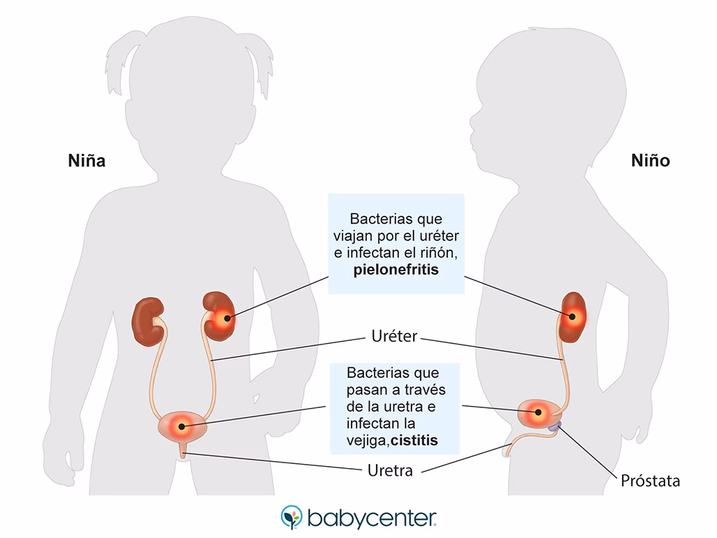 ¿Cómo se recogen las muestras de orina?