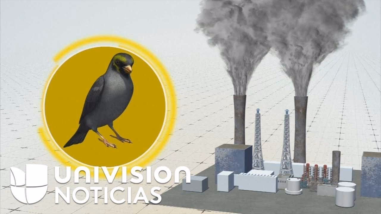 ¿Cómo afectan los pesticidas y metales pesados a las aves?