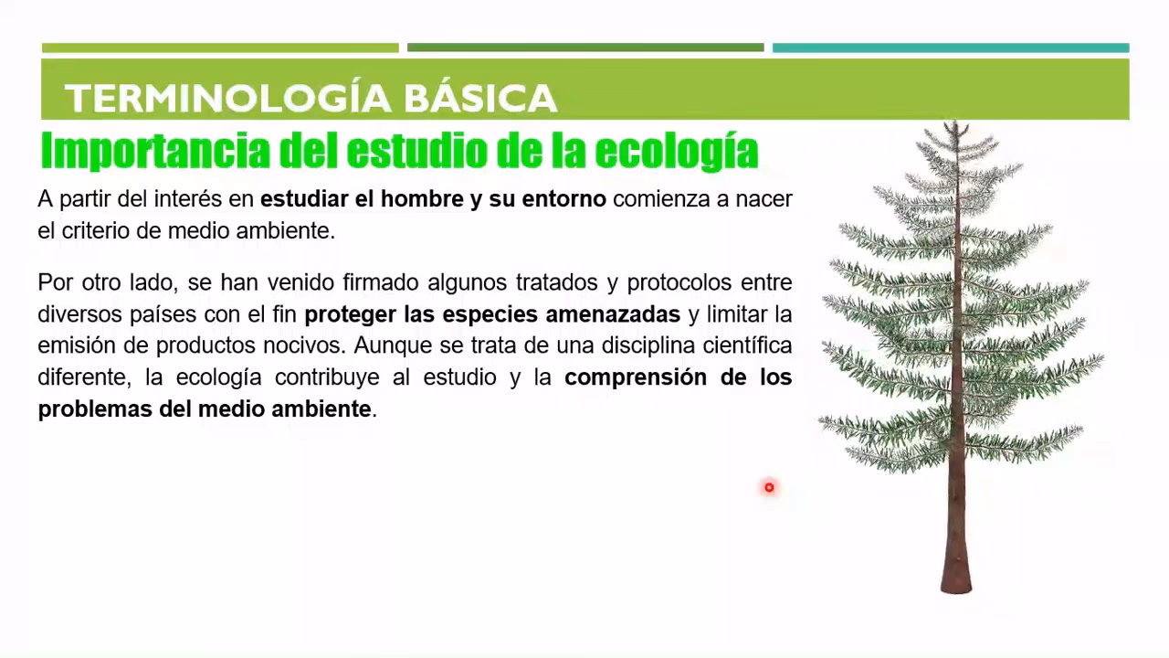 ¿Cuál es la diferencia entre ecología y medio ambiente?