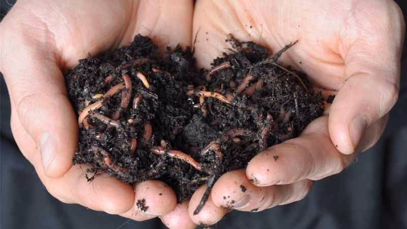 ¿Qué es el compostaje y para qué sirve?