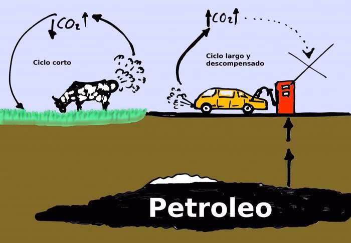 ¿Por qué las vacas contaminan?