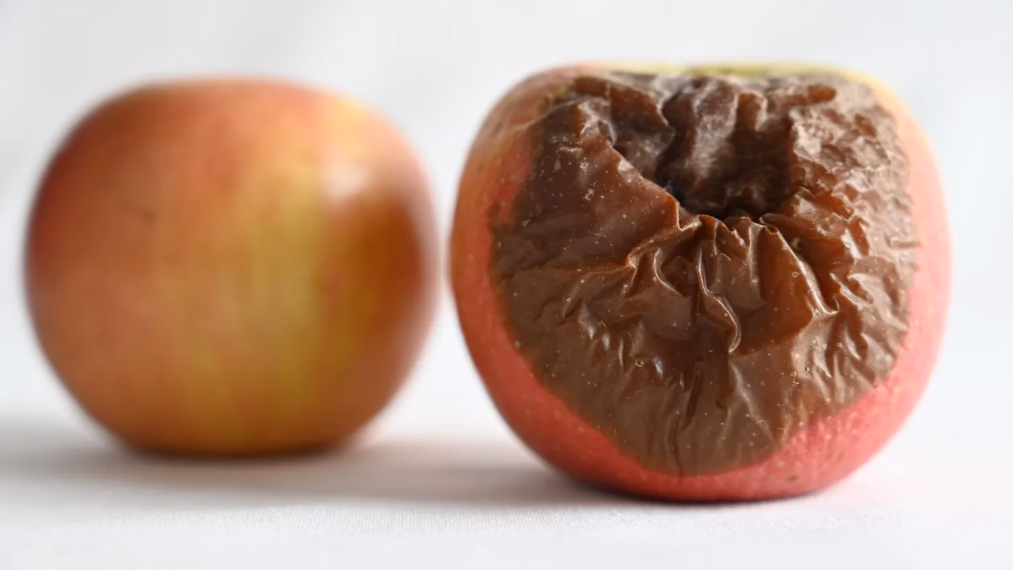 ¿Qué es la enfermedad del hongo Mancha de manzana?