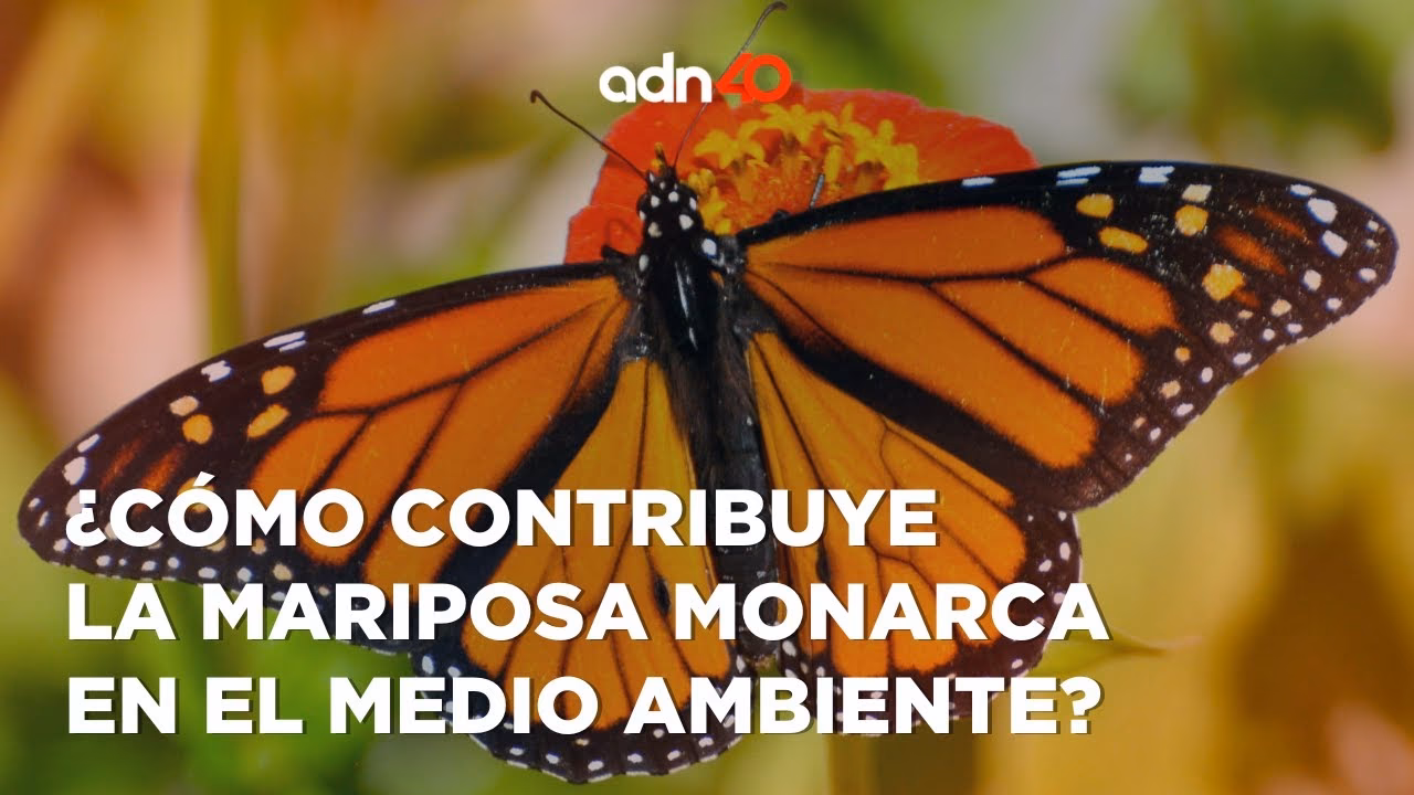 ¿Cuáles son los beneficios de las mariposas?