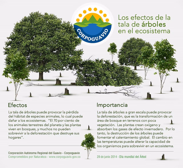 ¿Cuál es el papel de los árboles en la mitigación del cambio climático?