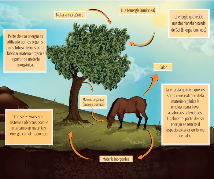 ¿Cómo influyen los organismos en su entorno?