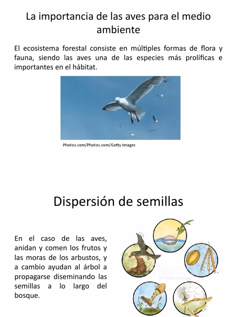 ¿Cómo contribuyen las aves a la salud ambiental?